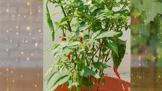 Easy way to grow spring onions/coriander/chilly/at home
