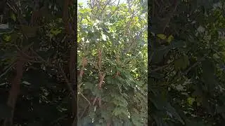 Затмение солнца из Мексики