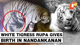 White Tigress Rupa Gives Birth To Four Cubs In Nandankanan Zoo In Bhubaneswar