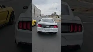 Mustang 5.0 vs. Shelby GT350