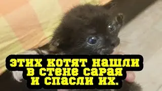 Новости о котятах. Их нашли в стене сарая и спасли им жизнь.