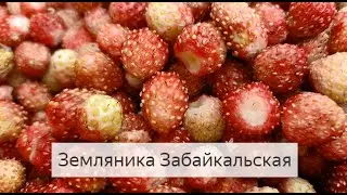 Земляника Забайкальская Чудесная Ягода