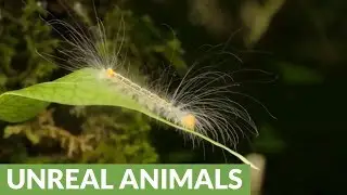 Fascinating up-close compilation footage of various insects