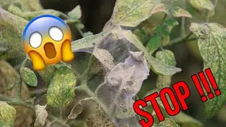 Миняева Юлия и Миняев Илья Как избавиться от клеща !!! УРА МЫ ЭТО СДЕЛАЛИ !!!