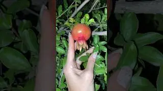 Как растёт гранат? Отдых в Крыму 2024❤️