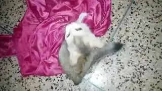 Is this cat rabid ?