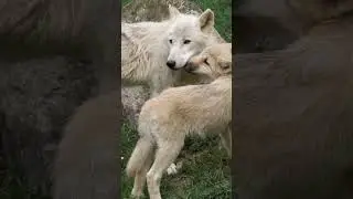 Fun Facts About Wolves - Wolf Fun Facts