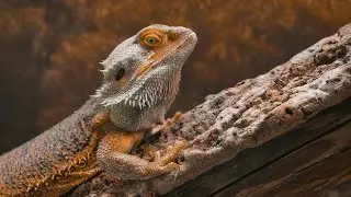 Pros & Cons of Owning a Bearded Dragon🦎🏡