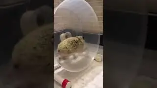 Тыгыдык по ежиному