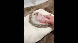 Как погладить ёжика
