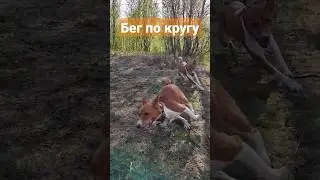Неуловимые басенджи. В глазах двоится. Бискас Меня два 
