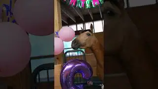 A Special Day! My Horse Reina.. 🎉🎂
