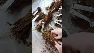 КЛЕМАТИС ОКС 