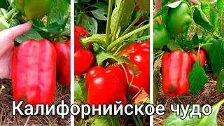 Перец по сортам в моем огороде #огород #перец #gardening