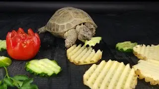 Tortoise Mukbang: Relaxing ASMR of Cucumber and Potato