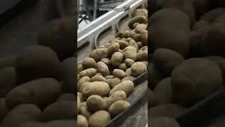 Производство картофеля фри