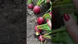 🌱Редис ДИЕГО. 