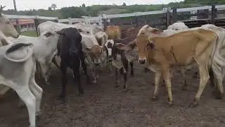 Dia de vacinar os gados