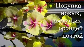 Ягодный Фаленопсис Биг Лип ВАУ и орхидея бабочка Golden Dawn  🔥 Цветущие орхидеи почтой