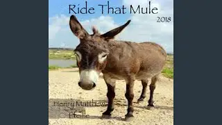 Ya Mule