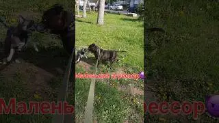 СТАФФОРДШИРСКИЙ БУЛЬТЕРЬЕР НЕ ПОДДАЛСЯ НА ПРОВОКАЦИЮ😈 