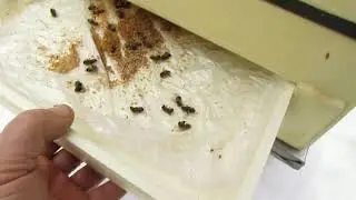 оттепель после морозов на пасеке у пчел - как легко проверить зимовку пчел , и сырость в улье
