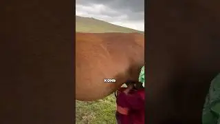 Milking horses 