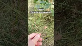 Хвощ полевой, хвощ лесной.#кремний #лечебныетравы