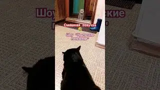 Собеседник 😂озвучка из шоу Уральские пельмени #cat #юмор