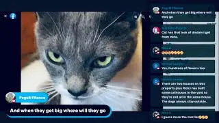 SUNDAY LIVE IN PARIS, home and talking about cats and dogs