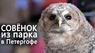 Слёток серой неясыти из петергофского парка