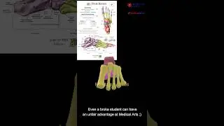 Know your foot anatomy like never before! 🦶 Foot Bones Video