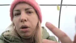 снова буду брать черенки с хризантем,как будут зимовать хризантемы в горшках. влог