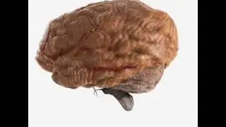 3D Human Brain - Sub-surface scattering Organic Look