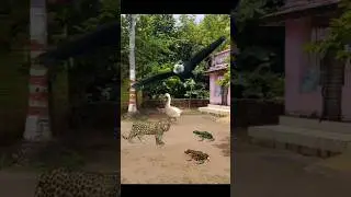 Goose Baby Leopard Eagle And Frog #shorts #goose #eagle