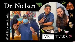 VET.TALKS | Dr. Nielsen talks about how he spiced up his vet journey + TIPS + TIKTOK