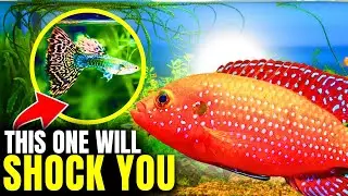 Top 10 Most Beautiful Freshwater Fish...