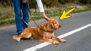 The dog endured the owner’s bullying for a long time, but one day something terrible happened!