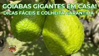 Goiabas Gigantes da Califórnia - Frutas o Ano Todo