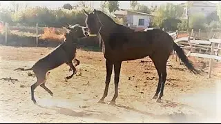 EŞŞEK ATIN BULUNDUĞU ALANA KAÇINÇA OLANLAR OLDU 😮