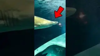 I almost ATTACKED a SHARK 😳 