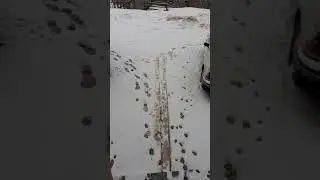 Вышла утром на крыльцо