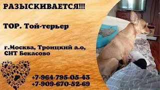 Пропала собака! ТОР. Той-терьер. г.Москва, Троицкий а.о., СНТ Бекасово.