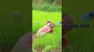 paddy field