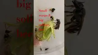 SMALL WASPS & BIG SOLITARY BEE. CRABRONIDAE & HALICTIDAE. Digger wasps & Sweat Bee. Who is stronger?
