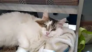 Кот и таблетки антисекс