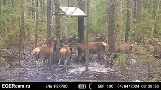 Олени. Растаял снег. Пришли на солонец )Всегда свежие фото и видео с фотоловушек Егерькам.