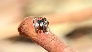 Паук-Павлин | Павлиний Паук | Maratus volans | Spider peafowl