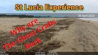 St Lucia Estuary - 28 April 2023 - Why are the Ghost Crabs Back