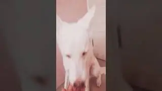 Лайк на самоизоляции. Грустим.